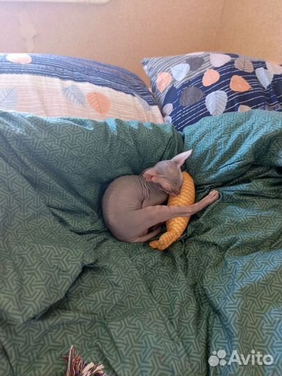 Донской сфинкс