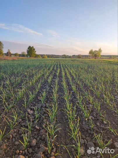 Семена чеснока, стрелка