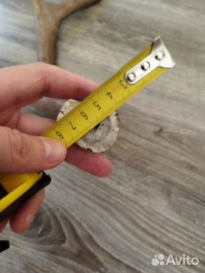 Рога изюбря