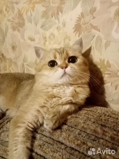 Кот шотландский золотой на вязку