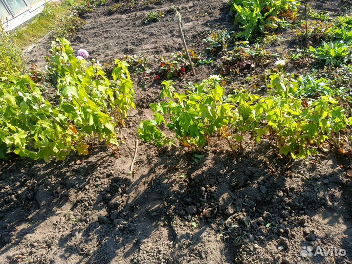 Малина, смородина,йошта, крыжовник,ежевика