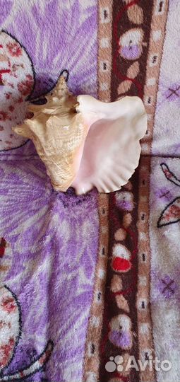 Ракушки СССР