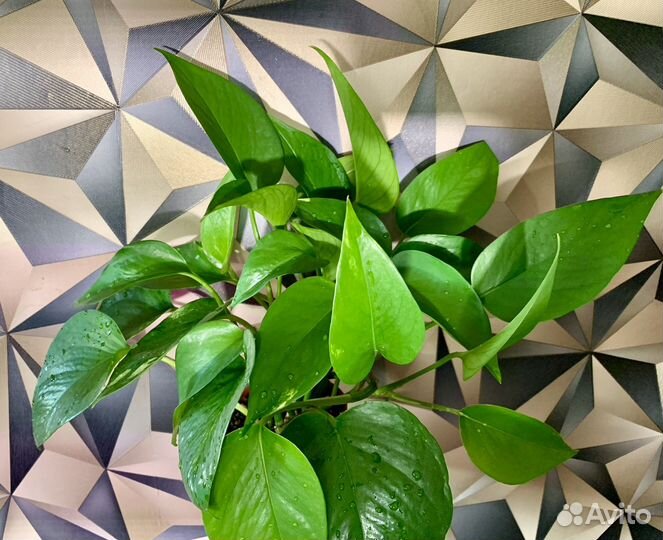 Сциндапсус золотистый