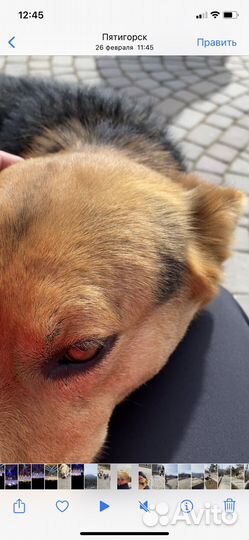 Джек ищет хозяина