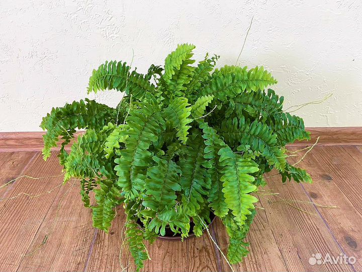 Нефролепис компактный, взрослый куст