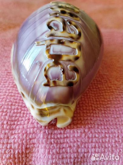 Раковина - каури 