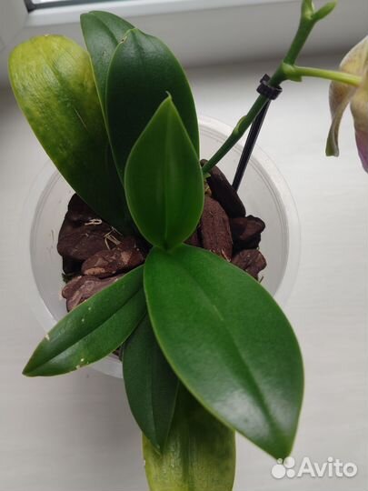 Орхидея Joy Fairy Tale (Сказка)