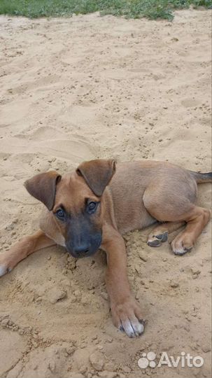 Щенок мальчик