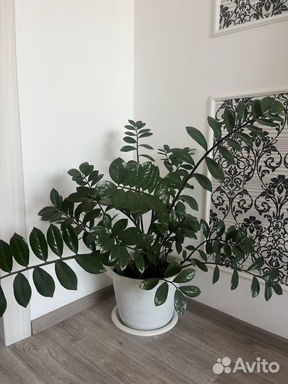 Замиокулькас