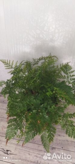 Папоротник, стрелиция Николая