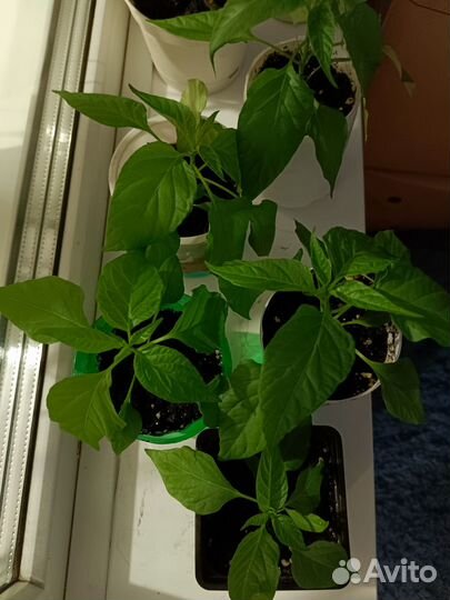 Перец острый комнатный сорт 