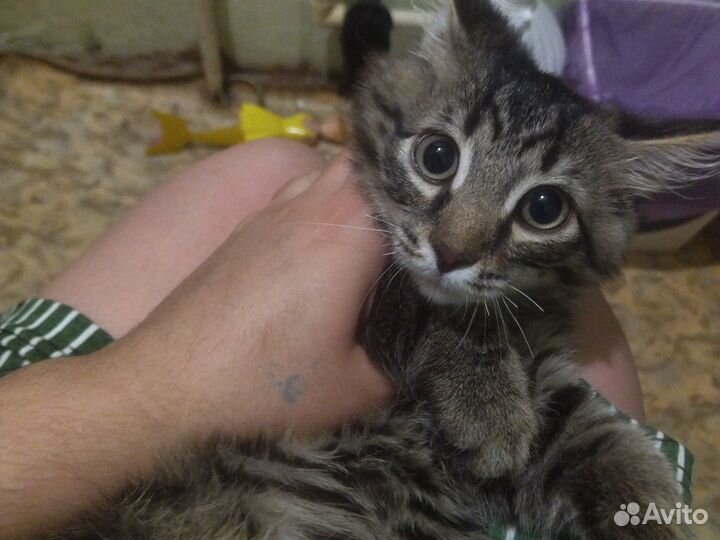Отдам котенка