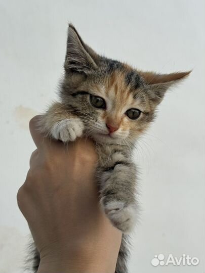 Котенок (девочка)