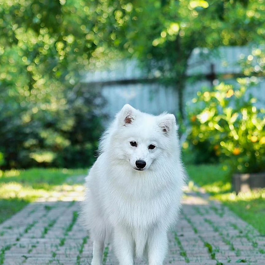 Роскошный японский шпиц