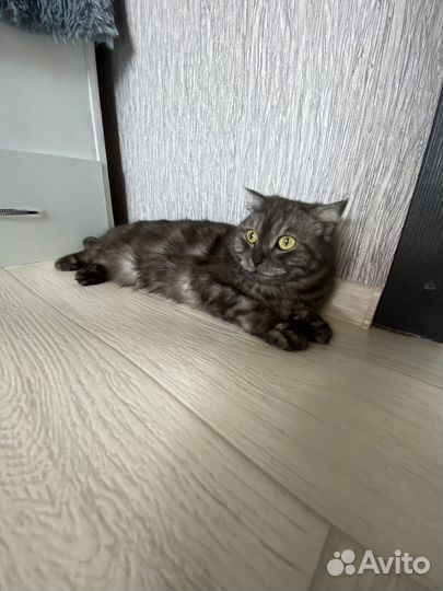 Кошка помес шотландской и вислоухой