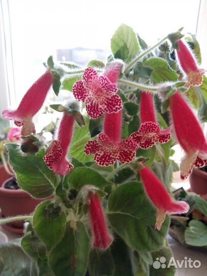 Колерия Bibbi