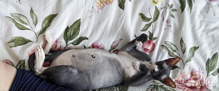 Котята сфинкс браш