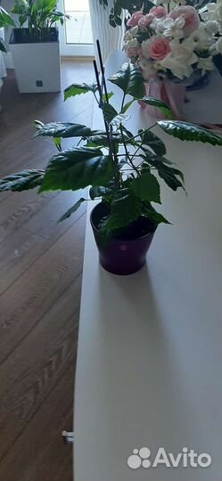 Гибискус (китайская роза)