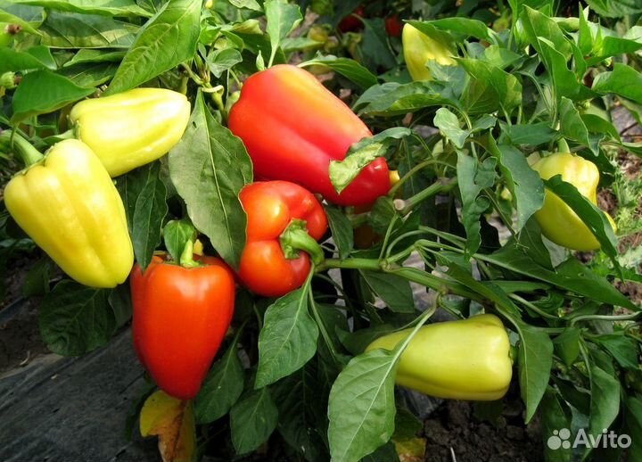 Семена Перца 