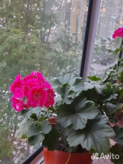 Пеларгония розалинда