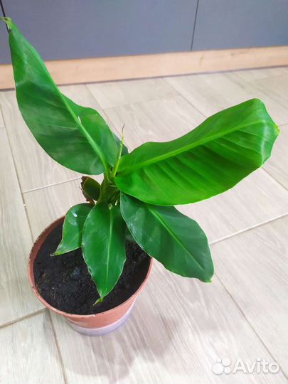 Банановое дерево