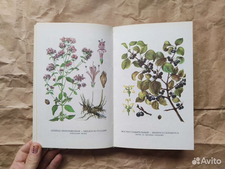 Лекарственные растения Среднего Поволжья