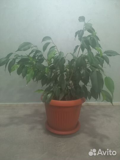 Фикус бенджамина