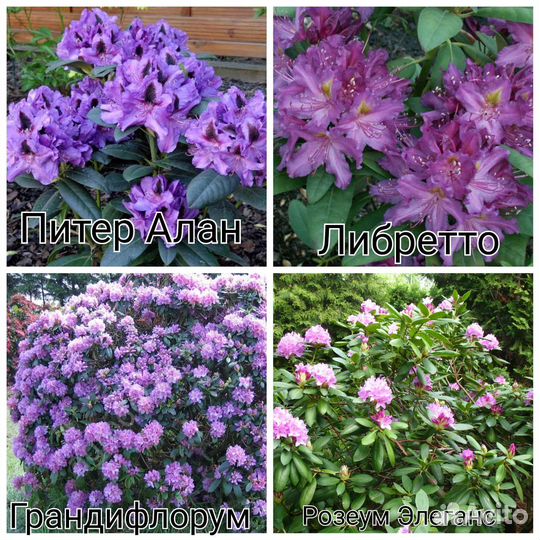 Рододендрон (читайте описание)