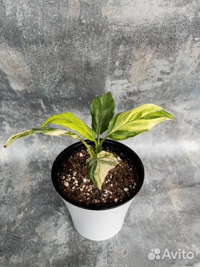 Спатифиллум Мун шадоу крем