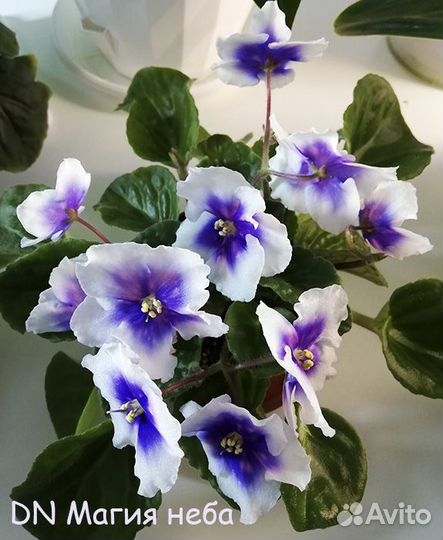 Комнатные домашние растения