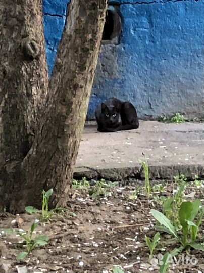 Выживает в подвале котенок-подросток