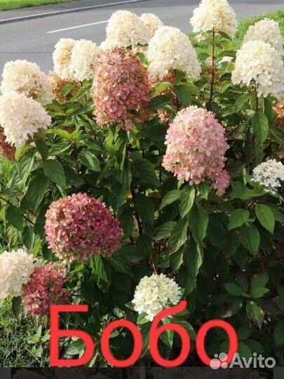 Гортензия Бобо,Литл фрайз