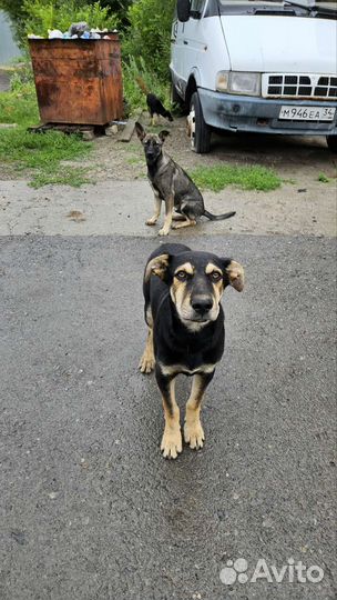 Щенок в добрые руки (охранник)