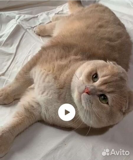 Шотландский вислоухий кот лиловое золото