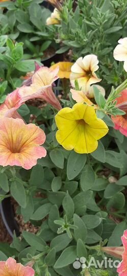 Петуния ампельная