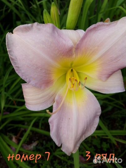 Лилейники сортовые