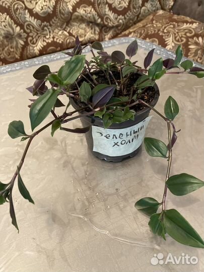 Традесканции