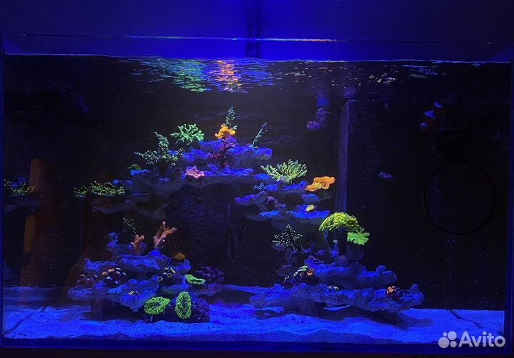 Морской аквариум