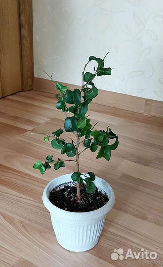 Комнатные цветы