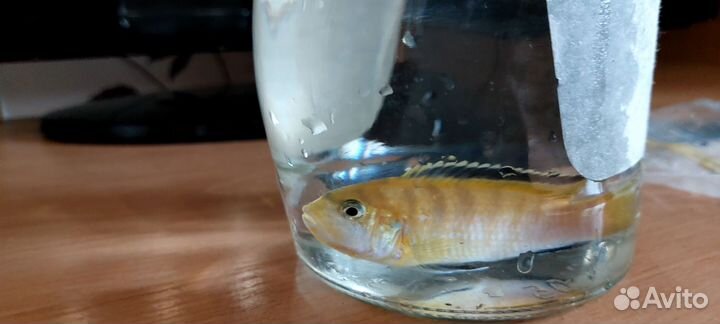 Отдам бесплатно рыбку