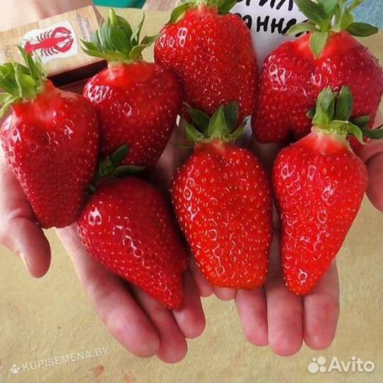 Рассада клубники