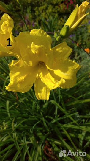 Лилейники сортовые 15 видов