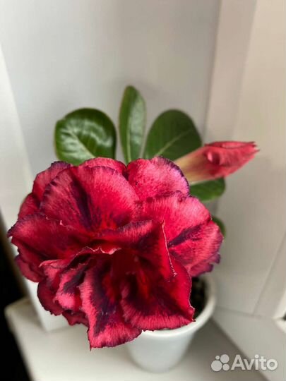 Адениум Thousand Lotus