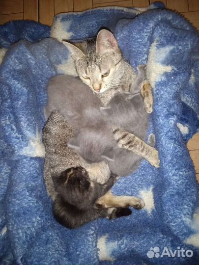 Котята в дар.Голубая русская