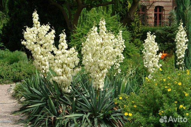 Юкка нитчатая