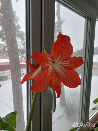 Гиппиаструм