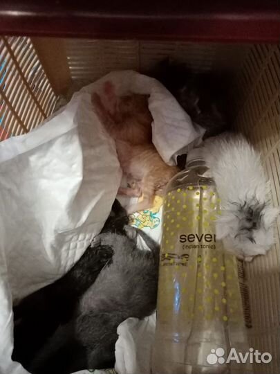 Котята в добрые руки