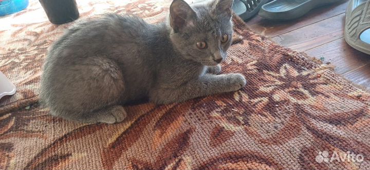 Котенок