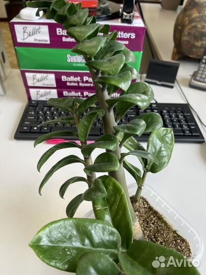 Замиокулькас зензи