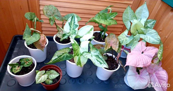 Сингониумы сортовые